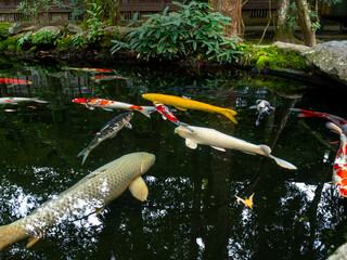 Colorful fish swim gracefully in a shaded pond. The reflection of light and green trees on the water's surface creates a peaceful, traditional atmosphere.