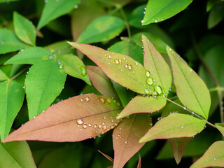 In the fresh air after a rainfall, glistening water droplets on various colored leaves create a magical beauty. 