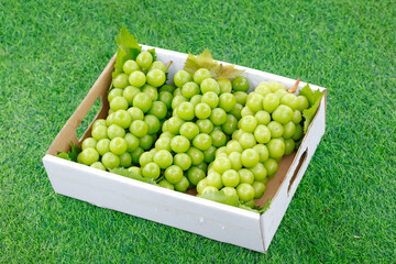Fresh Green Grapes in Wooden Crate on Grass Meadow - Organic Fruit Harvest