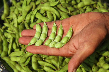 Fresh Soybeans in Farmer's Hand at Harvest - Shandong Agriculture Market Ready Crop