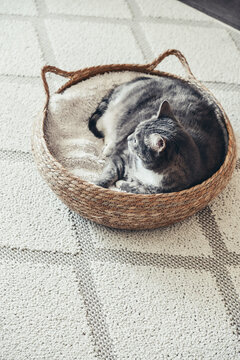 Cute grey tabby cat laing in his soft cozy round woven cat bed