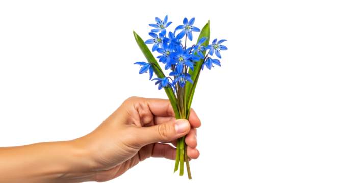 a hand offering delicate scilla siberica springs first whisper of blue, isolated on transparent background