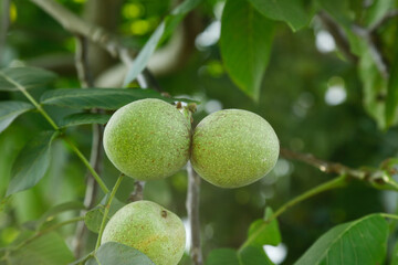 Fresh Green Walnuts Growing Wild on Hickory Tree Branch in Natural Forest Environment