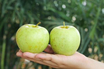 Fresh Green Apples in Hand - Organic Fruit Harvest from Garden
