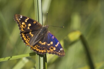 A Lesser purple emperor (Apatura lilia) sits with open wings on a reed, in front of a natural green, perfectly captured, Hesse, Germany