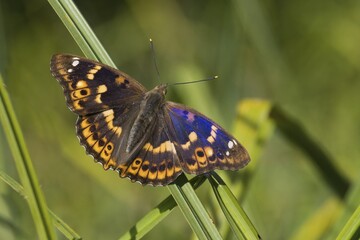 A Lesser purple emperor (Apatura lilia) with spread wings sitting on a reed, surrounded by natural background, Hesse, Germany