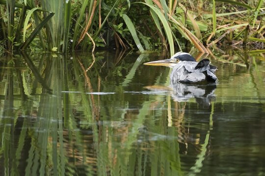 A grey heron (Ardea cinerea) lies quietly in the water, surrounded by reeds, the scene appears peaceful, Hesse, Germany
