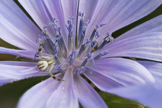 Close-up of a chicory flower (Cichorium intybus) with fine petals and a Goldenrod crab spider (Misumena vatia), detailed view, Hesse, Germany