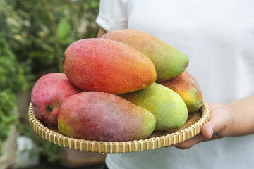 Fresh Colorful Mango Display in Wicker Basket - Tropical Fruit Harvest Collection