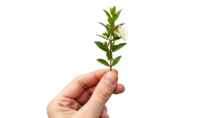 a hand offering myrtles delicate bloom symbol of peace, purity, and new beginnings, isolated on transparent background