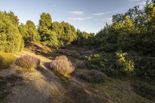 Heath landscape, heather (Calluna vulgaris), Emsland, Lower Saxony, Germany