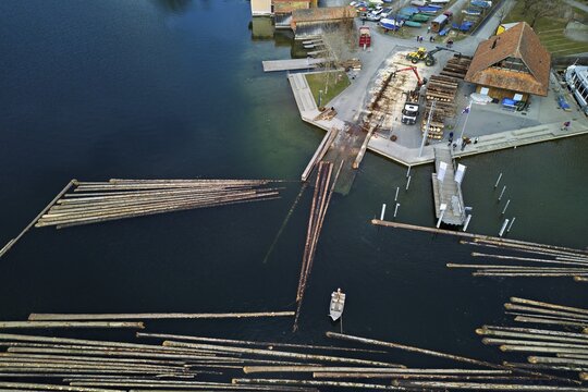 Raft of felled tree trunks at the landing stage where the trunks are pulled ashore and cut to size for loading onto the lorry, Rafting 2025, Unterägeri, Canton, Zug, Switzerland