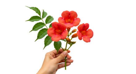 a hand offering trumpet vine blossoms summers fiery embrace, isolated on transparent background