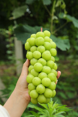 Hand Holding Fresh Green Grapes in Garden - Natural Fruit Harvest