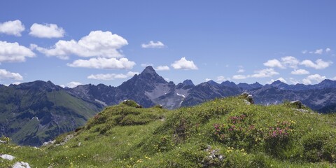 Alpine Rose Blossom Rhododendron Koblathenweg