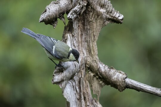 Great Tit (Parus major), Emsland, Lower Saxony, Germany