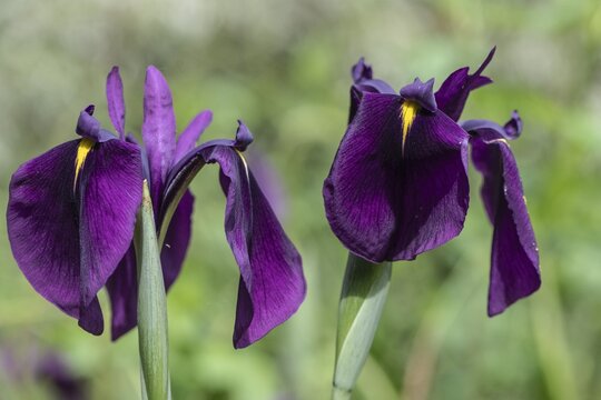 Capitol dandy (Isis ensata), Emsland, Lower Saxony, Germany