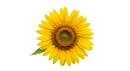 Vibrant Yellow Sunflower Blossom with Detailed Center on Black Background.