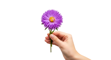a hand offers a single purple aster autumns gentle embrace, isolated on transparent background