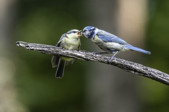 Blue tits (Parus caerulea), feeding young animals, Emsland, Lower Saxony, Germany