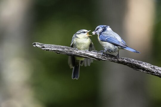 Blue tits (Parus caerulea), feeding young animals, Emsland, Lower Saxony, Germany