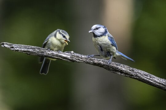 Blue tits (Parus caerulea), feeding young animals, Emsland, Lower Saxony, Germany