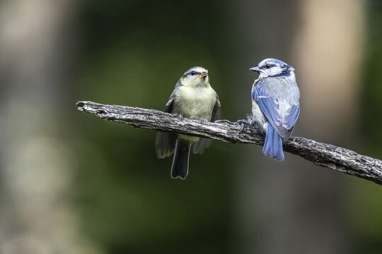 Blue tits (Parus caerulea), feeding young animals, Emsland, Lower Saxony, Germany