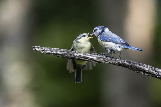 Blue tits (Parus caerulea), feeding young animals, Emsland, Lower Saxony, Germany