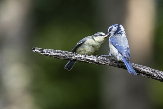Blue tits (Parus caerulea), feeding young animals, Emsland, Lower Saxony, Germany