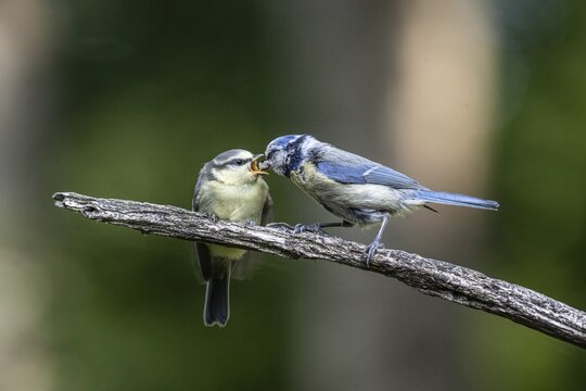 Blue tits (Parus caerulea), feeding young animals, Emsland, Lower Saxony, Germany