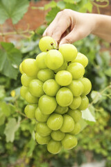 Hand Holding Fresh Green Grapes Bunch in Sunny Vineyard Garden