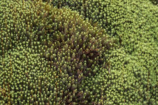 Polytrichum commune, Gelderland, Netherlands