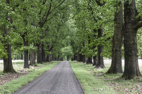 Red oak avenue (Quercus rubra), Hoge Veluwe, Gelderland, Netherlands