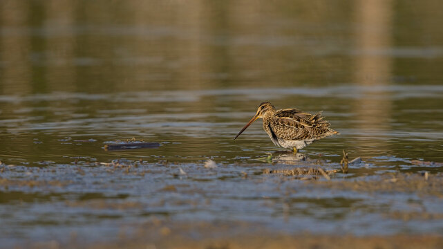Bekassine (Gallinago gallinago) im Flachwasser &ndash; Watvogel mit langem Schnabel in Feuchtgebiet, Wildlife Fotografie im Abendlicht