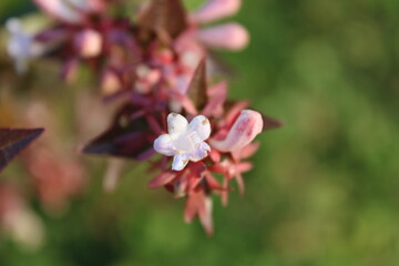Glossy abelia, Abelie à grandes fleurs, Groblutige Abelie, Abelias comune, Abelia de flor grande, Abelia × grandiflora, Caprifoliaceae