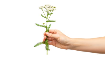 a hand offers delicate yarrow blossoms natures gentle healing embrace, isolated on transparent background