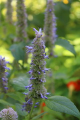Anise hyssop, Agastache fenouil, Duftnessel, Agastaca fonecla, Hissopo anisado, Hisopo gigante, Agastache foeniculum, Lamiaceae
