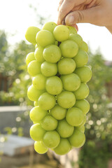 Hand Holding Fresh Green Grapes Bunch in Natural Sunshine Light