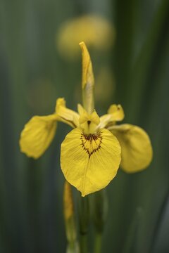 Swamp iris (Iris pseudacorus), Emsland, Lower Saxony, Germany