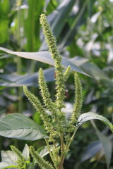 Reflexed amaranth, Amarante r&eacute;fl&eacute;chie - Amaranthus retroflexus - Amaranthaceae
