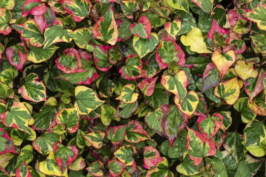 Houttuynia, chameleon plant, Houttuynia cordata, Inverewe Gardens, Poolewe, Loch Ewe, Highlands, Highlands, Scotland, Great Britain