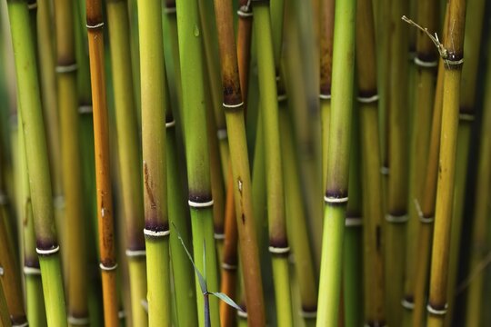 Bamboo culms (Bambusoideae), Inverewe Gardens, Poolewe, Loch Ewe, Highlands, Highlands, Scotland, Great Britain