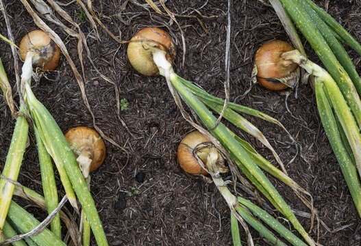 Onions (Allium cepa), onions in a bed, fruit and vegetable garden, Inverewe Gardens, Poolewe, Loch Ewe, Highlands, Highlands, Scotland, Great Britain