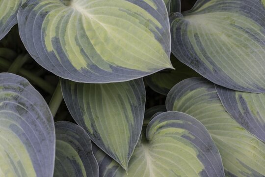 Funkia (Hosta June), leaves, Emsland, Lower Saxony, Germany