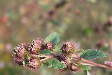 Lesser burdock, Burweed, Louse bur, Common burdock, Button bur, Cuckoo butto, Petite bardane - Arctium minus - Asteraceae, Astéracées