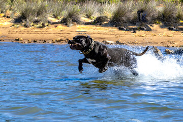 Black Cane Corso guard dog running in water, dog training, © dominikspalek.pl