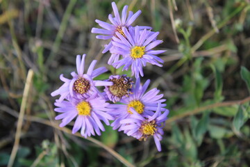 Michaelmas Aster, European Michaelmas daisy, Italian starwort, Marguerite de la Saint-Michel, Aster amelle - Aster amellus - Asteraceae