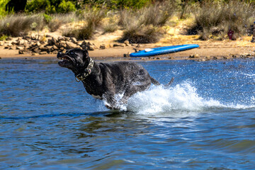 Black Cane Corso guard dog running in water, dog training, © dominikspalek.pl