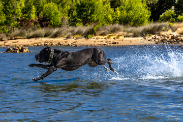 Black Cane Corso guard dog running in water, dog training, © dominikspalek.pl
