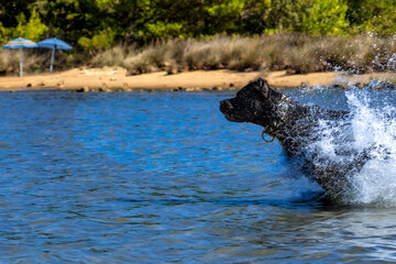 Black Cane Corso guard dog running in water, dog training, © dominikspalek.pl